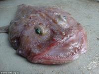 Phát hiện  quái vật biển  miệng rộng ở Úc