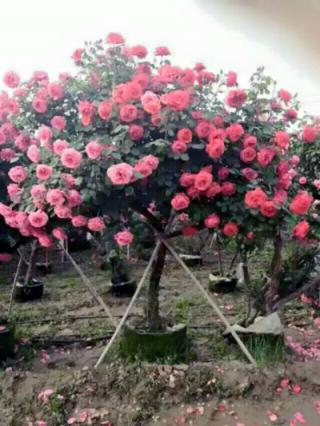 50 triệu đồng một cây hồng - tree rose