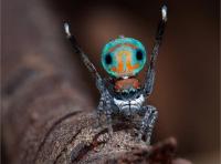 Những loài nhện  biết cười  kỳ quặc nhất thế giới