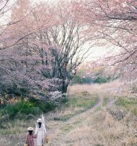 Mùa hoa anh đào về: Bạn sẽ ước mình đến ngay Nhật, Hàn để ngắm những cảnh đẹp này