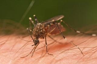 Thế giới đã có những phương pháp  vi diệu  nào để ngăn chặn virus Zika?