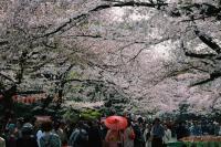 Hoa anh đào Nhật Bản tuyệt đẹp qua ống kính 8x Việt