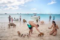 Phát sốt với hòn đảo có đầy lợn biết bơi, giỏi xin ăn du khách
