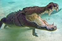 Người phụ nữ nuôi cá sấu như thú cưng trong nhà hàng chục năm trời
