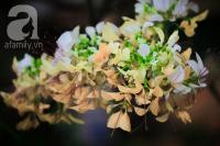 Ngắm cây hoa 300 tuổi mang cái tên  lạ mà quen  đang nhuộm vàng tháng 4 Hà Nội
