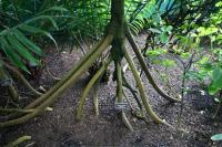 Bí ẩn về loài cây  có chân  biết đi 20 mét mỗi năm
