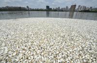 Hàng chục tấn cá chết phủ kín mặt hồ ở Trung Quốc