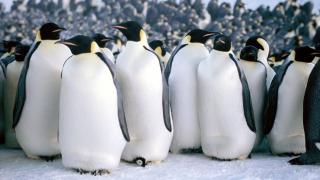 ‘Cuộc tuần hành của chim cánh cụt’ sắp sửa có phần hai