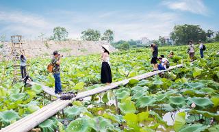 Bằng lăng tím, cánh sen hồng hút giới trẻ Hà thành ngày đầu Hè