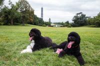 Cận cảnh hai chú chó được Tổng thống Obama hết mực cưng chiều