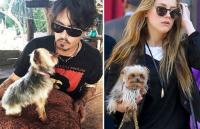 Johnny Depp tranh quyền nuôi chó cưng với vợ trẻ