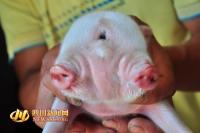 Đổ xô đi xem lợn hai đầu ba mắt mới sinh
