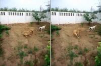 Bảo vệ nhà chủ, 2 chú chó hợp sức cắn đứt đôi một con rắn [VIDEO]