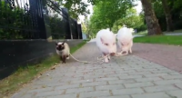 Video: Chết cười cảnh lợn con dắt mèo đi... dạo phố