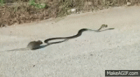 Clip: Chuột mẹ liều mình quyết chiến với rắn hung dữ để giành lại con