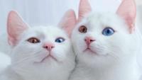 Đây đích thị là cặp mèo sinh đôi đẹp nhất thế giới đang khiến cộng động mạng  điên đảo 