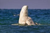Đây chính là chú cá voi 6 múi quyến rũ nhất đại dương