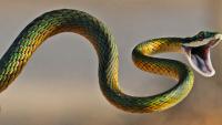 Đố bạn biết vì sao con rắn có một thân hình dài ngoằng?