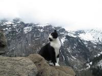 Gặp chú mèo thông minh dẫn đường cho du khách leo núi bị lạc ở Thụy Sỹ