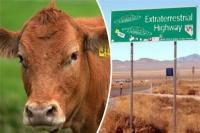 Người ngoài hành tinh tàn sát 1.000 con bò ở Mỹ để tạo con lai?