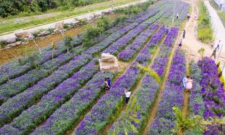 Đồng hoa tím hot nhất Lào Cai mấy hôm nay: Là oải hương hay lại thêm một lần dân tình chưng hửng?