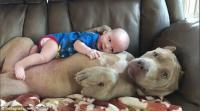 Chó khổng lồ dỗ trẻ em dịu dàng như người mẹ