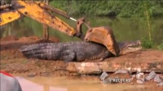 Phát hiện cá sấu quái vật nặng 1 tấn lẩn trốn trong kênh Sri Lanka