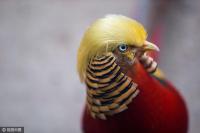 Chú chim trĩ bất ngờ nổi tiếng vì kiểu tóc giống ông Donald Trump