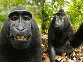 Loài khỉ kỳ lạ cứ thấy máy ảnh là cười toe, tạo dáng