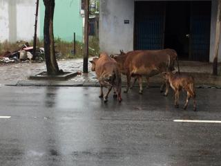 Chú bò bị chặt chân chặt đuôi không thể cứu được, người chủ đành bán cả 2 mẹ con bò vào lò mổ