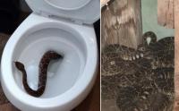 Từ một con rắn trong bồn cầu, gia đình phát hiện cả ổ rắn chuông kịch độc ẩn trong nhà