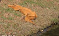 Cá sấu độc màu cam gây sốt