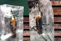 Con chim bói cá bị đóng băng khi lao xuống hồ lạnh cóng