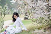 Mùa hoa anh đào Hàn Quốc đẹp mê đắm trong mắt cô gái Việt
