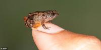 Phát hiện loài ếch mới  bé tí xíu , thừa sức đặt trên móng tay