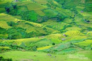 Mù Cang Chải - vẻ mê hồn của một trong những địa điểm đẹp nhất thế giới