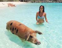 Lợn biết bơi chết hàng loạt vì bị du khách cho uống rượu
