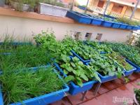 Choáng ngợp trước vườn rau tươi tốt trồng trong chậu nhựa trên sân thượng 50m2