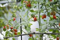 Những loại rau trồng trong vườn nhà vào tháng 3 cho năng suất cao