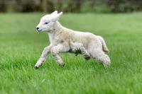 Kỳ lạ cừu đẻ ra đã có năm chân