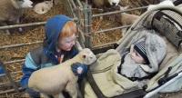 Bé 2 tuổi đã biết đỡ đẻ cho cừu