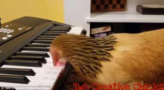 Dẹp hết âu lo để lắng nghe bản nhạc piano do gà mái đánh