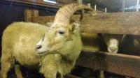 Tìm thấy cừu một sừng giống kỳ lân trong truyền thuyết