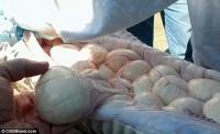 Bắt được trăn khổng lồ, mổ bụng ra thấy có tới 78 quả trứng bên trong