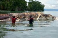 Ngư dân sửng sốt khi phát hiện  quái vật  khổng lồ dài 15m trôi dạt vào bờ biển