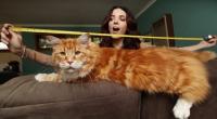 Gặp Omar - ứng viên chức  mèo dài nhất thế giới 