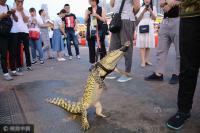 Cá sấu được bán tràn lan trên đường phố Trung Quốc