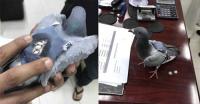 Chim bồ câu bị tóm vì vận chuyển 178 viên thuốc lắc trên lưng