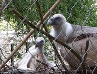 Cặp đôi chim kền kền đực đồng tính cùng nhau ấp trứng sau nhiều năm bên nhau