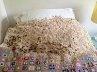 Kỳ lạ: Nửa vạn con ong chọn giường của thiếu nữ để làm tổ